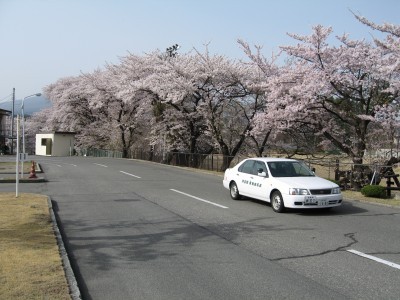 長坂自動車教習所の教習コースには桜の木も。春には満開の桜が目を楽しませてくれます。秋には紅葉も見られますよ♪